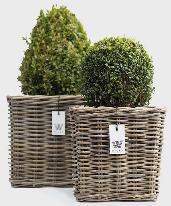 Casa baskets with pot plants.